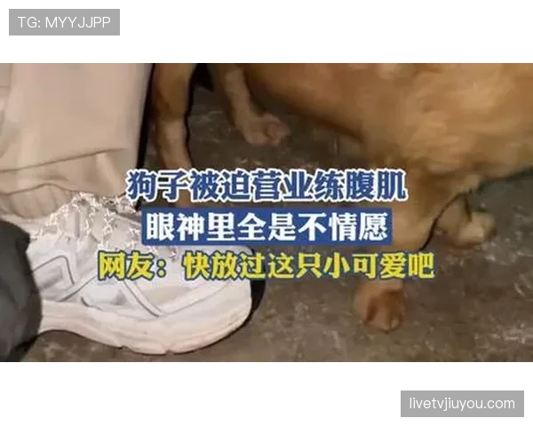 阿尔瓦雷斯家冰箱里塞满蛋白粉,连狗都练出腹肌了 阿尔瓦雷斯家冰箱里塞满蛋白粉,连狗都练出腹肌了
